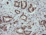 RFC2 Antibody in Immunohistochemistry (Paraffin) (IHC (P))