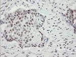 RFC2 Antibody in Immunohistochemistry (Paraffin) (IHC (P))