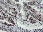 RFC2 Antibody in Immunohistochemistry (Paraffin) (IHC (P))