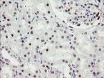 RFC2 Antibody in Immunohistochemistry (Paraffin) (IHC (P))