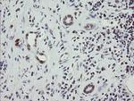 RFC2 Antibody in Immunohistochemistry (Paraffin) (IHC (P))