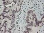 RFC2 Antibody in Immunohistochemistry (Paraffin) (IHC (P))