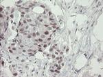 RFC2 Antibody in Immunohistochemistry (Paraffin) (IHC (P))