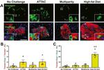 RFP Antibody in Immunohistochemistry (IHC)