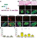 RFP Antibody in Immunohistochemistry (IHC)