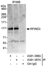 RFWD3 Antibody in Immunoprecipitation (IP)