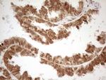 RGL2 Antibody in Immunohistochemistry (Paraffin) (IHC (P))