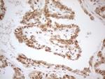 RGL2 Antibody in Immunohistochemistry (Paraffin) (IHC (P))