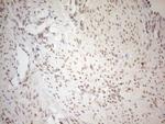 RGL2 Antibody in Immunohistochemistry (Paraffin) (IHC (P))