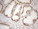 RGL2 Antibody in Immunohistochemistry (Paraffin) (IHC (P))