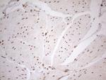 RGL2 Antibody in Immunohistochemistry (Paraffin) (IHC (P))