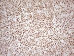 RGL2 Antibody in Immunohistochemistry (Paraffin) (IHC (P))