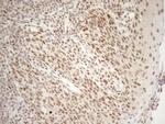 RGL2 Antibody in Immunohistochemistry (Paraffin) (IHC (P))