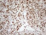 RGL2 Antibody in Immunohistochemistry (Paraffin) (IHC (P))