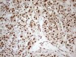 RGL2 Antibody in Immunohistochemistry (Paraffin) (IHC (P))