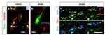 RGS5 Antibody in Immunohistochemistry (IHC)