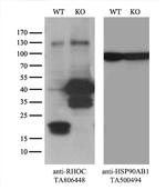 RHOC Antibody in Western Blot (WB)