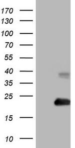 RHOC Antibody in Western Blot (WB)