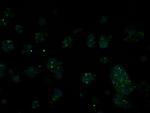 RIC8A Antibody in Immunocytochemistry (ICC/IF)