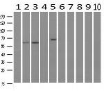 RIC8A Antibody in Western Blot (WB)