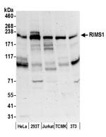RIMS1/RIM1 Antibody in Western Blot (WB)