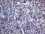 RING1 Antibody in Immunohistochemistry (Paraffin) (IHC (P))