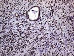 RING1 Antibody in Immunohistochemistry (Paraffin) (IHC (P))