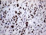 RING1 Antibody in Immunohistochemistry (Paraffin) (IHC (P))