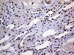 RING1 Antibody in Immunohistochemistry (Paraffin) (IHC (P))