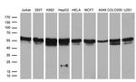 RING1 Antibody in Western Blot (WB)