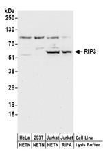 RIP3 Antibody in Western Blot (WB)