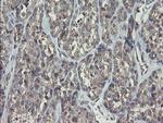 RIPK1 Antibody in Immunohistochemistry (Paraffin) (IHC (P))