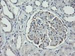 RIPK1 Antibody in Immunohistochemistry (Paraffin) (IHC (P))