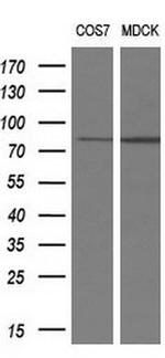 RIPK1 Antibody in Western Blot (WB)