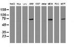 RIPK1 Antibody in Western Blot (WB)