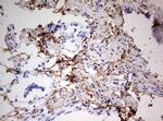 RIPK3 Antibody in Immunohistochemistry (Paraffin) (IHC (P))