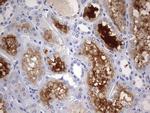 RIPK3 Antibody in Immunohistochemistry (Paraffin) (IHC (P))