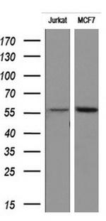 RIPK3 Antibody in Western Blot (WB)