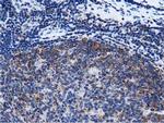 RIT2 Antibody in Immunohistochemistry (Paraffin) (IHC (P))