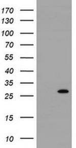 RIT2 Antibody in Western Blot (WB)