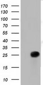 RIT2 Antibody in Western Blot (WB)