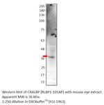 CRALBP Antibody in Western Blot (WB)