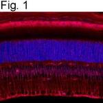 CRALBP Antibody in Immunohistochemistry (Frozen) (IHC (F))