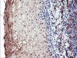 RLBP1 Antibody in Immunohistochemistry (Paraffin) (IHC (P))