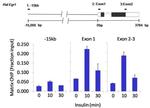 Phospho-RNA pol II CTD (Ser5) Antibody in ChIP Assay (ChIP)