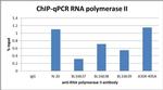 RNA Polymerase II Antibody in Immunoprecipitation (IP)