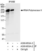 RNA Polymerase II Antibody in Western Blot (WB)