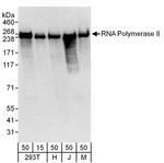 RNA Polymerase II Antibody in Western Blot (WB)