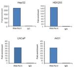 Phospho-RNA pol II CTD (Ser5) Antibody in ChIP Assay (ChIP)