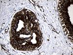 RNASE11 Antibody in Immunohistochemistry (Paraffin) (IHC (P))